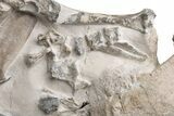 Fossil Oreodont (Merycoidodon) Disarticulated Skeleton #232220-3